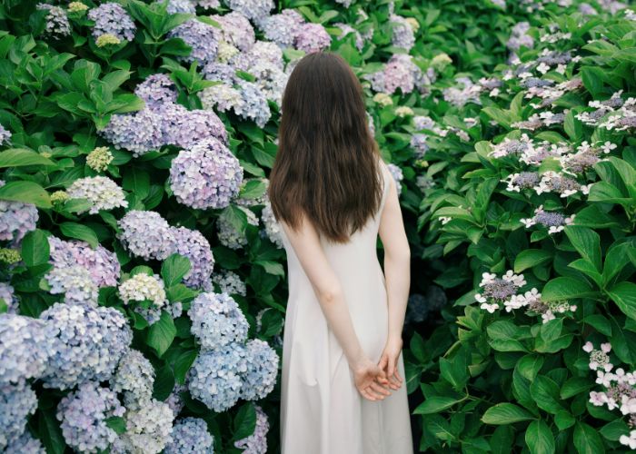 A woman in a white dress with long brown hair has her back turned to the camera, looking closely at a bloom of hydrangeas.